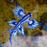Havsngelen glaucus atlanticus ses flydende i vandet. Under kan er havbunden synlig.
